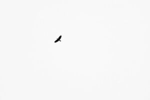 Oracle Apex: Auto Refresh Report After a Specified Interval