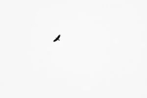 Oracle Apex: Auto Refresh Report After a Specified Interval