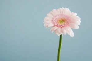 Oracle Apex: Creating Card Layout Report with Images