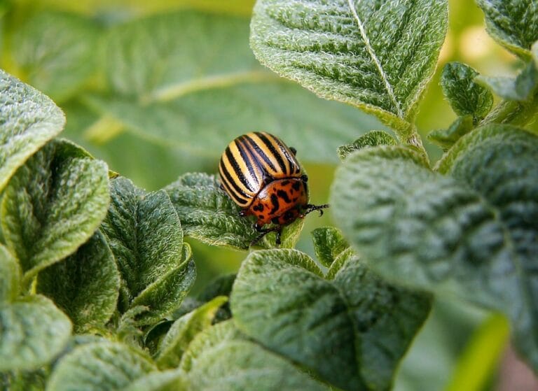 Bug in plants.
